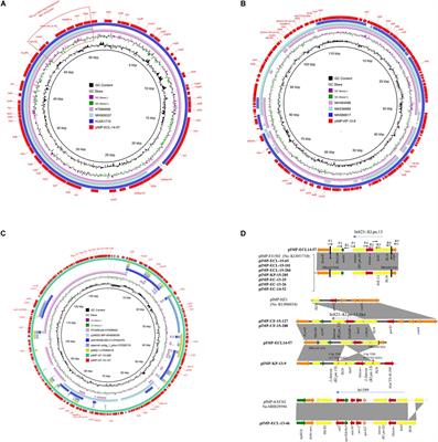 Molecular Characterization of blaIMP–4-Carrying Enterobacterales in Henan Province of China